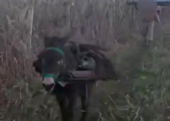 В Анапе ослик вместе с мужчиной воровал железные колья