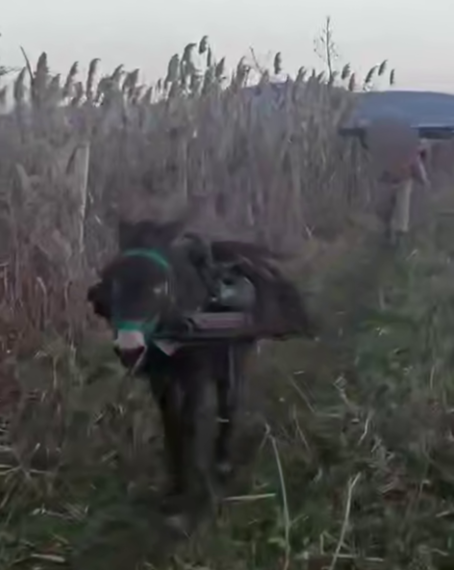 В Анапе ослик вместе с мужчиной воровал железные колья