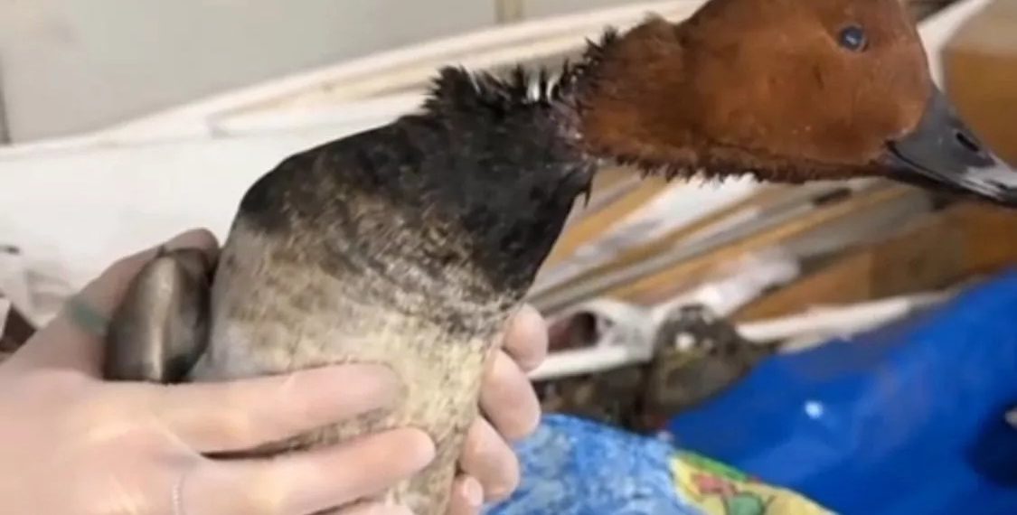 В Анапе ветеринары спасли утку с рваной раной шеи