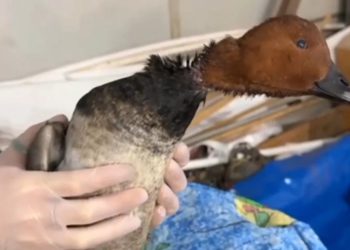 В Анапе ветеринары спасли утку с рваной раной шеи