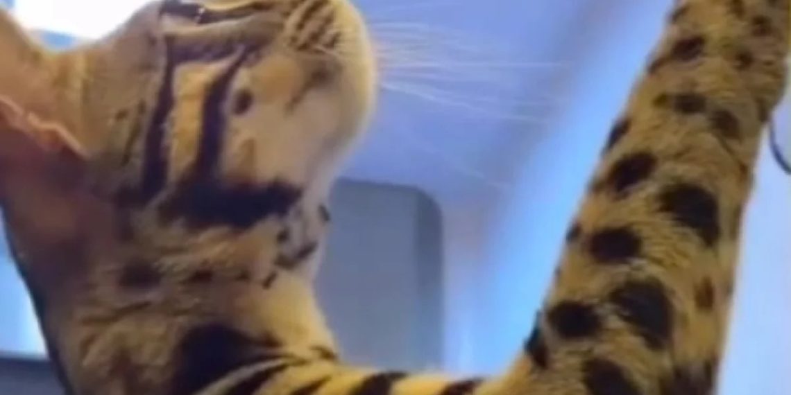 В Краснодаре заплатят 100 тысяч рублей за пропавшего кота по имени Бэн