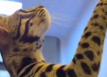 В Краснодаре заплатят 100 тысяч рублей за пропавшего кота по имени Бэн