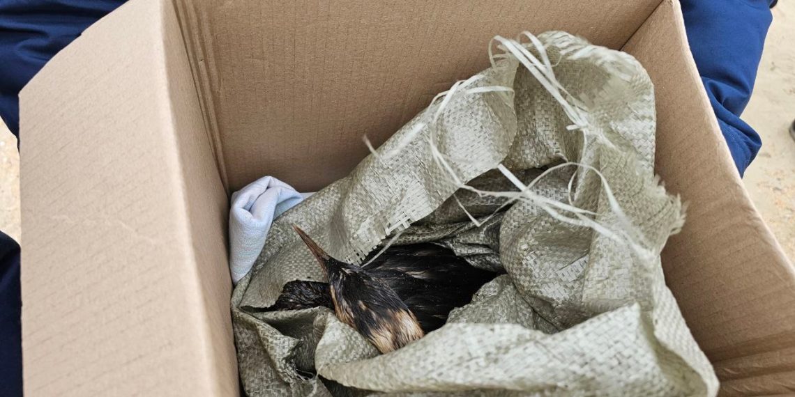 В Краснодарском крае спасли почти 5 тысяч птиц от мазута