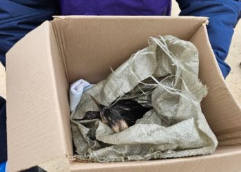 В Краснодарском крае спасли почти 5 тысяч птиц от мазута