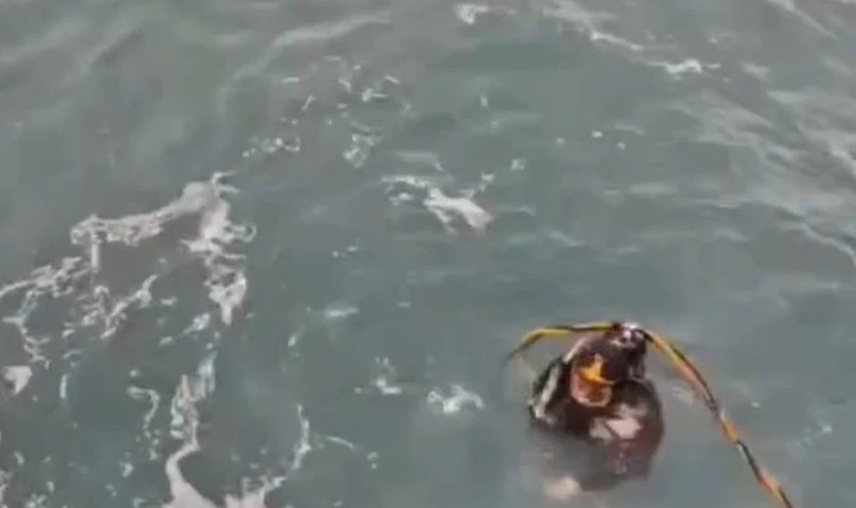 На Кубани водолазы проверили затонувшие танкеры и не нашли утечек мазута