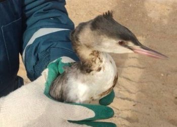 Московский зоопарк создали группу для спасения птиц на Кубани