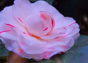 Трехцветная японская камелия первой расцвела в парке «Южные культуры» в Сочи