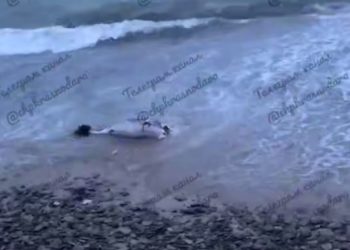 В Новороссийске нашли очередного мертвого дельфина