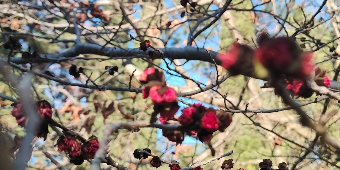 Дерево, об которое можно сломать топор, расцвело в Сочи