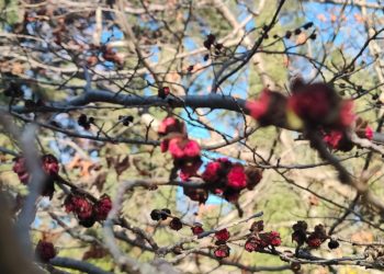 Дерево, об которое можно сломать топор, расцвело в Сочи