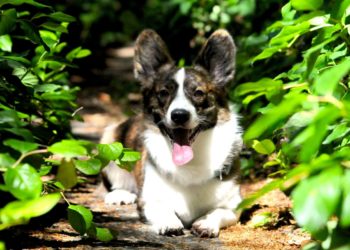 В Краснодарском крае зверски убили нескольких бродячих собак