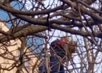 В Краснодаре просидевший три дня на дереве енот покусал спасателя