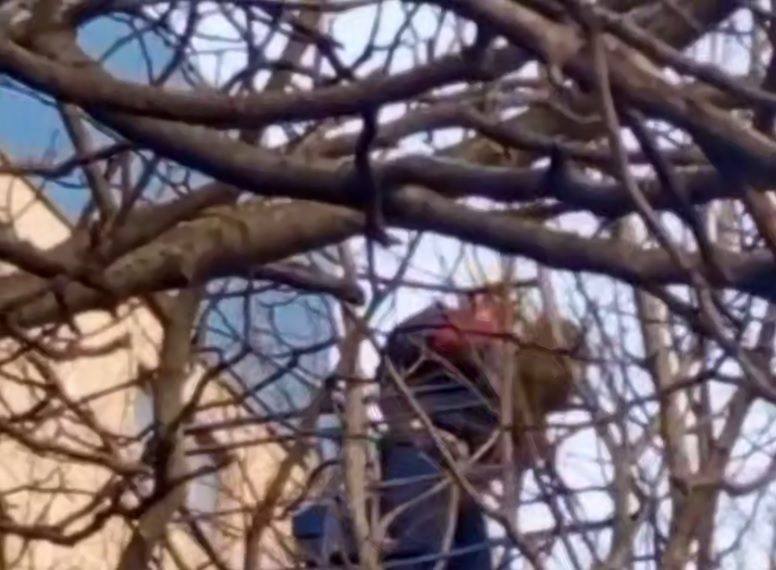 В Краснодаре просидевший три дня на дереве енот покусал спасателя