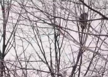 В Краснодаре енот третий день сидит на дереве