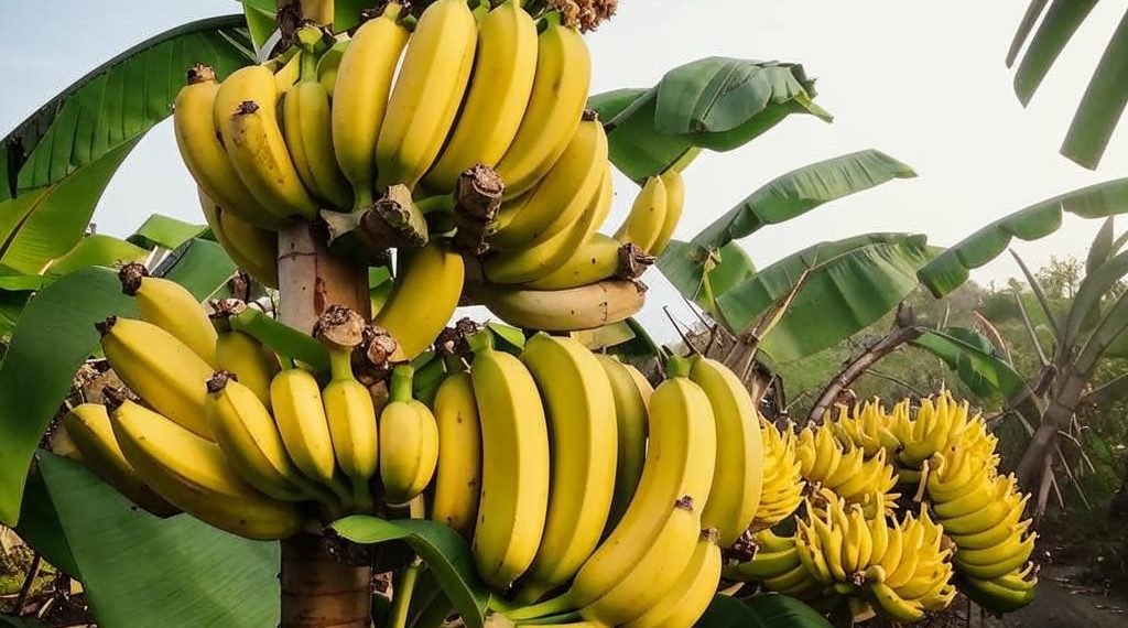 Синоптик Шувалов: 40-градусная жара в Краснодарском крае станет привычным делом