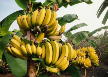 Синоптик Шувалов: 40-градусная жара в Краснодарском крае станет привычным делом