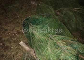 Кладбище непроданных елок нашли у храма в Краснодаре