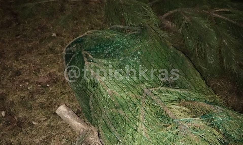 Кладбище непроданных елок нашли у храма в Краснодаре