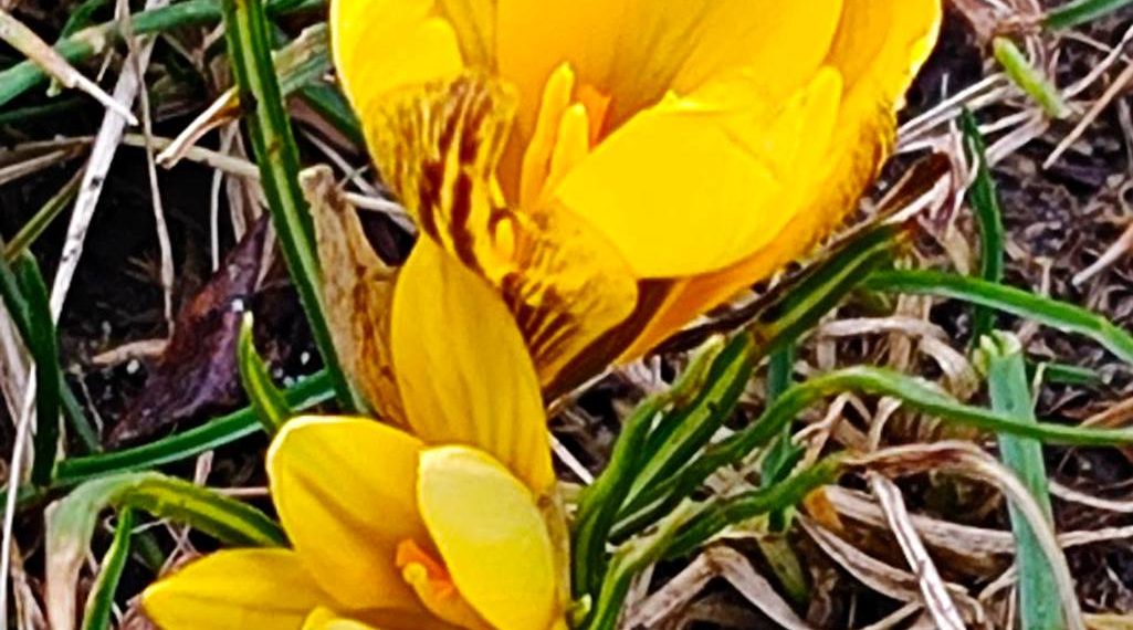 В Краснодаре в парке Галицкого зацвели первые крокусы