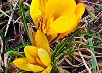В Краснодаре в парке Галицкого зацвели первые крокусы