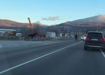 Лошади в кандалах мешали водителям проехать по дороге в Сочи