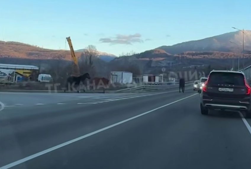Лошади в кандалах мешали водителям проехать по дороге в Сочи