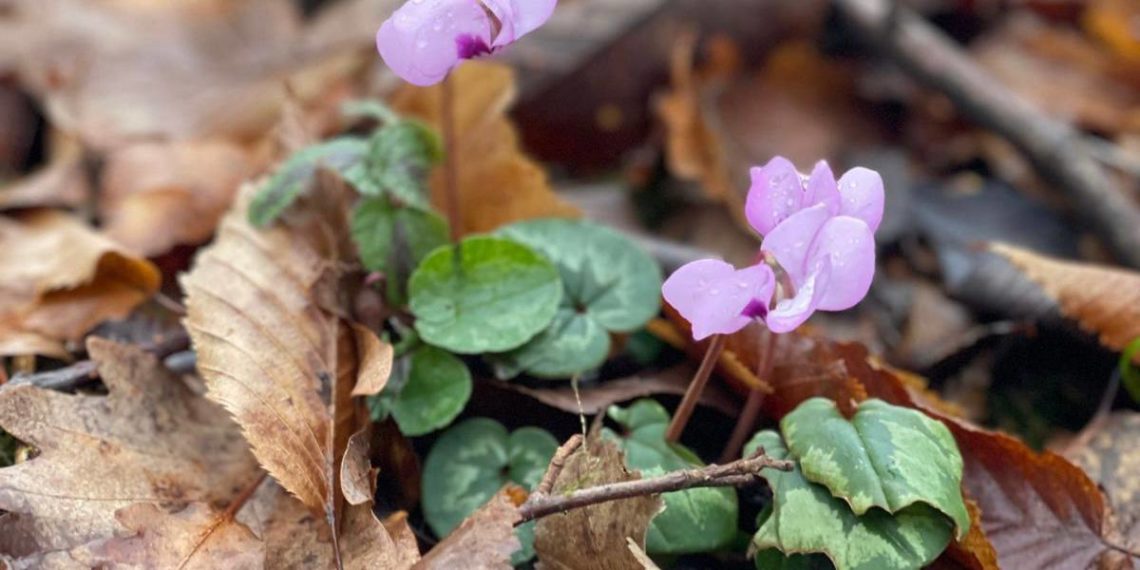 Подснежники и цикламены распустились в Сочи в январе