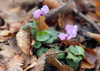 Подснежники и цикламены распустились в Сочи в январе