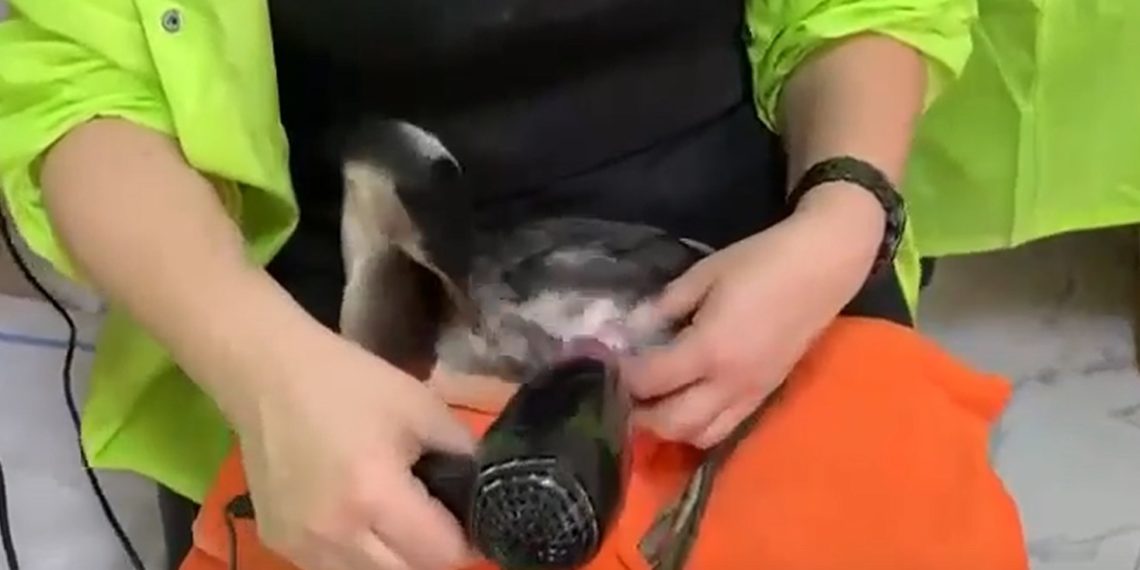 Сочинские парикмахеры спасают пернатых от мазута вместе с волонтерами