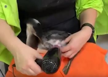 Сочинские парикмахеры спасают пернатых от мазута вместе с волонтерами