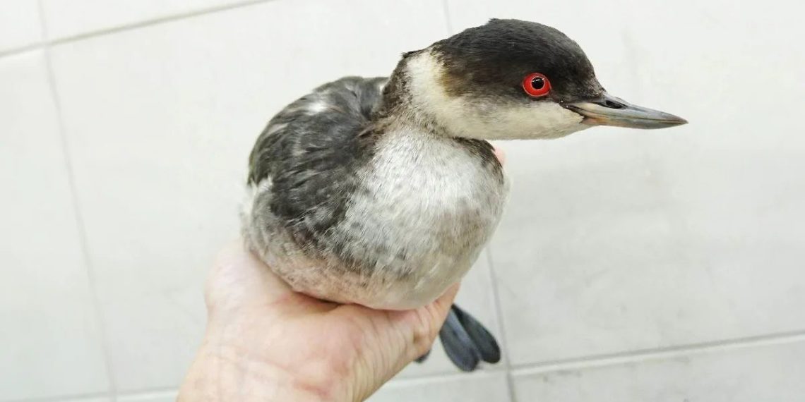 Сотрудники ростовского зоопарка участвуют в спасении птиц на Кубани