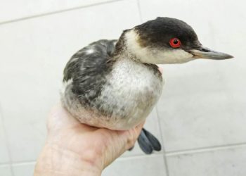 Сотрудники ростовского зоопарка участвуют в спасении птиц на Кубани