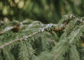 Сочинцам рассказали, куда сдать новогодние ели на переработку