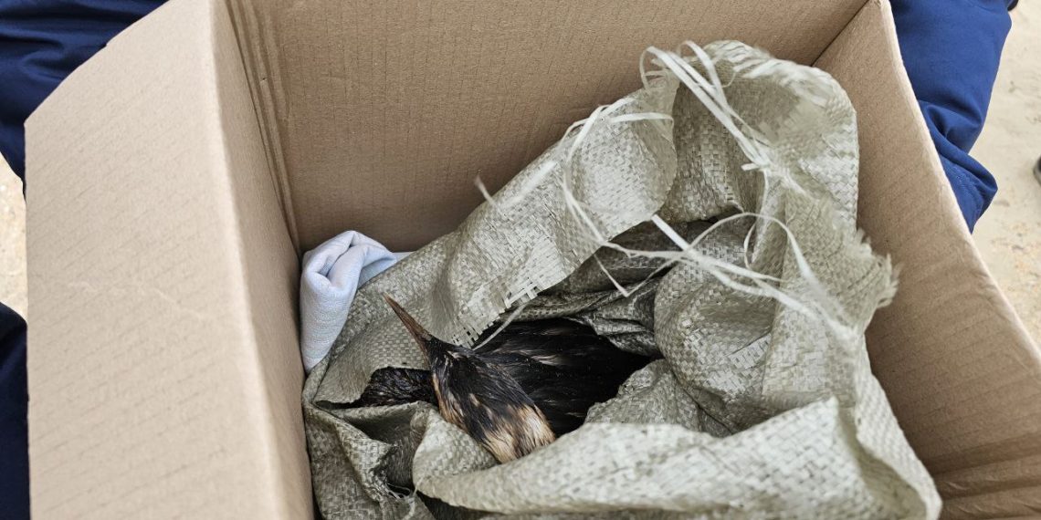 В Краснодарском крае спасли более 4,8 тысячи птиц