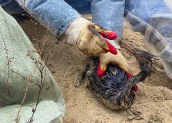 На Кубани опровергли фейк о гибели 90% птиц при отправке на реабилитацию