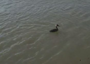 В реку Кубань в Краснодаре выпустили 200 спасенных птиц