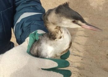 В Краснодарском крае спасли больше 5,5 тысячи пострадавших от мазута птиц