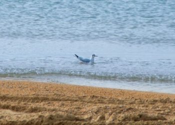 На Кубани помогли почти 3,3 тысячи пострадавшим от мазута птиц