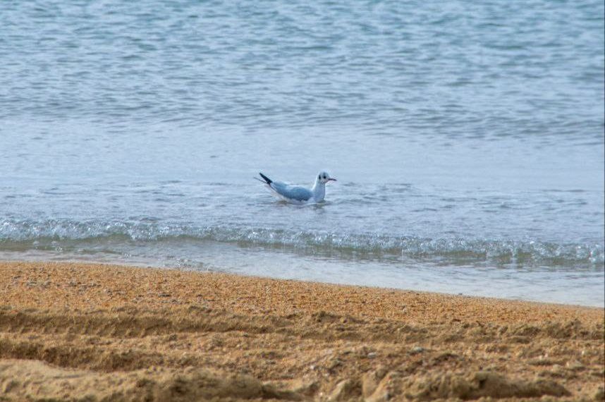 На Кубани помогли почти 3,3 тысячи пострадавшим от мазута птиц
