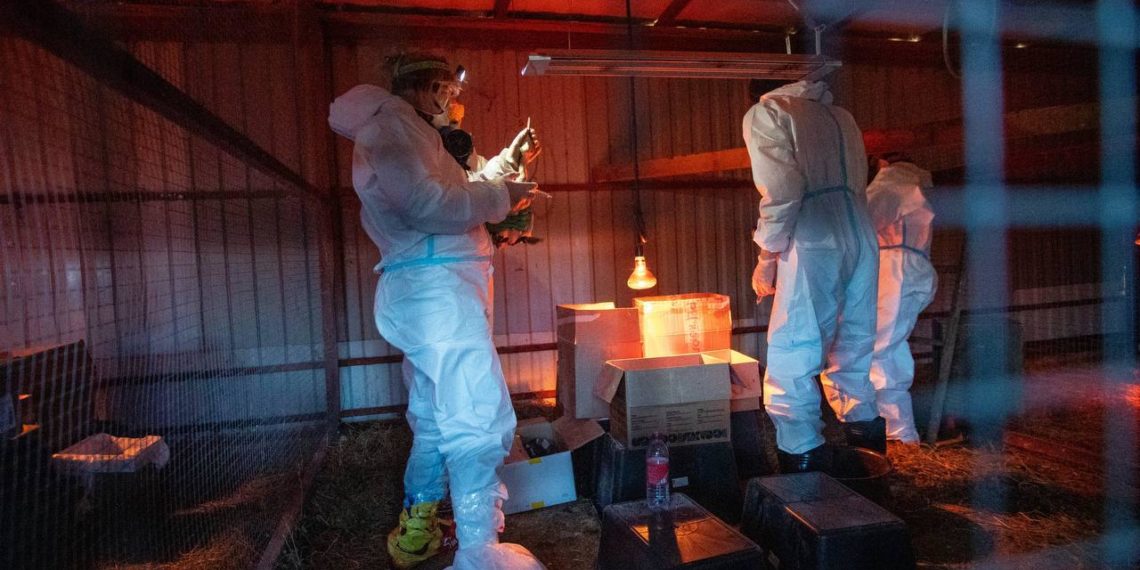 В Анапе из мазутного плена спасли более 1800 птиц