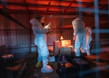 В Анапе из мазутного плена спасли более 1800 птиц