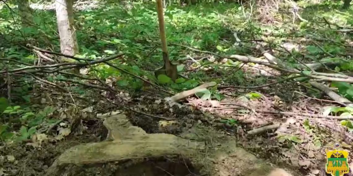 «Черный лесоруб» из Кубани нанес ущерб государству в размере 1,2 млн рублей