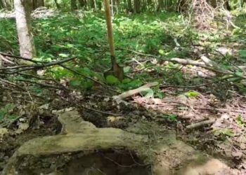 «Черный лесоруб» из Кубани нанес ущерб государству в размере 1,2 млн рублей