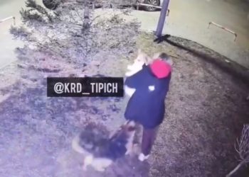 В Краснодаре бродячие псы напали на девушку с собакой