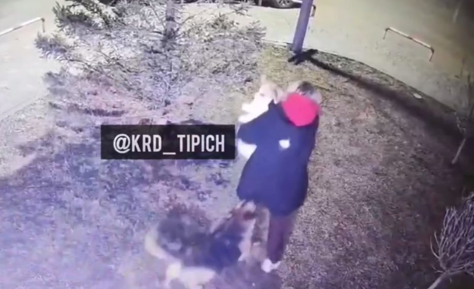 В Краснодаре бродячие псы напали на девушку с собакой