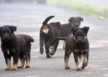 Стая бродячих собак растерзала кота в Сочи