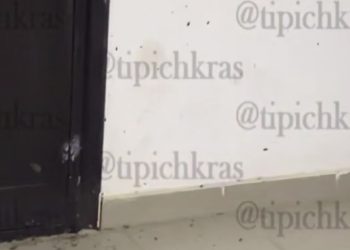 В Краснодаре мужчина разводит в квартире собак и заодно тараканов