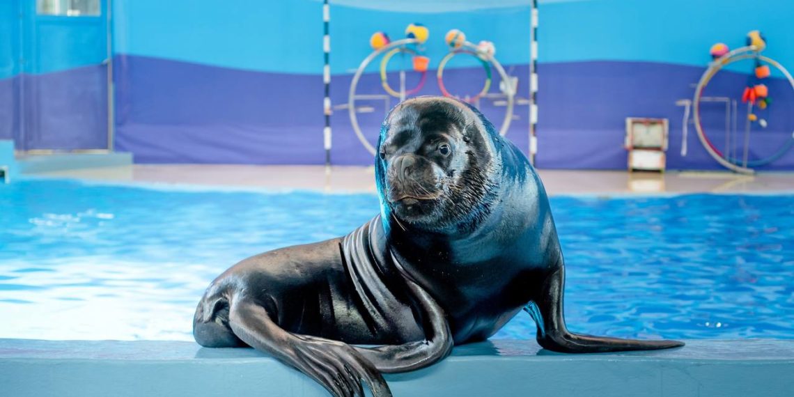 Сочинский дельфинарий получил бессрочную лицензию после проверки Россельхознадзора