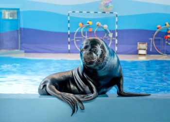 Сочинский дельфинарий получил бессрочную лицензию после проверки Россельхознадзора