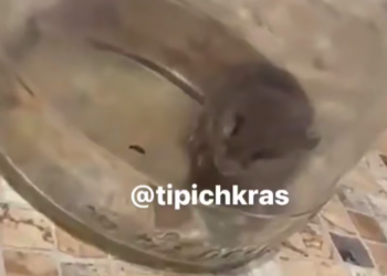 Краснодарцы ловят в своих квартирах мышей и грустят